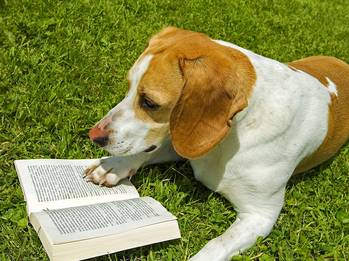 Собака с книжкой