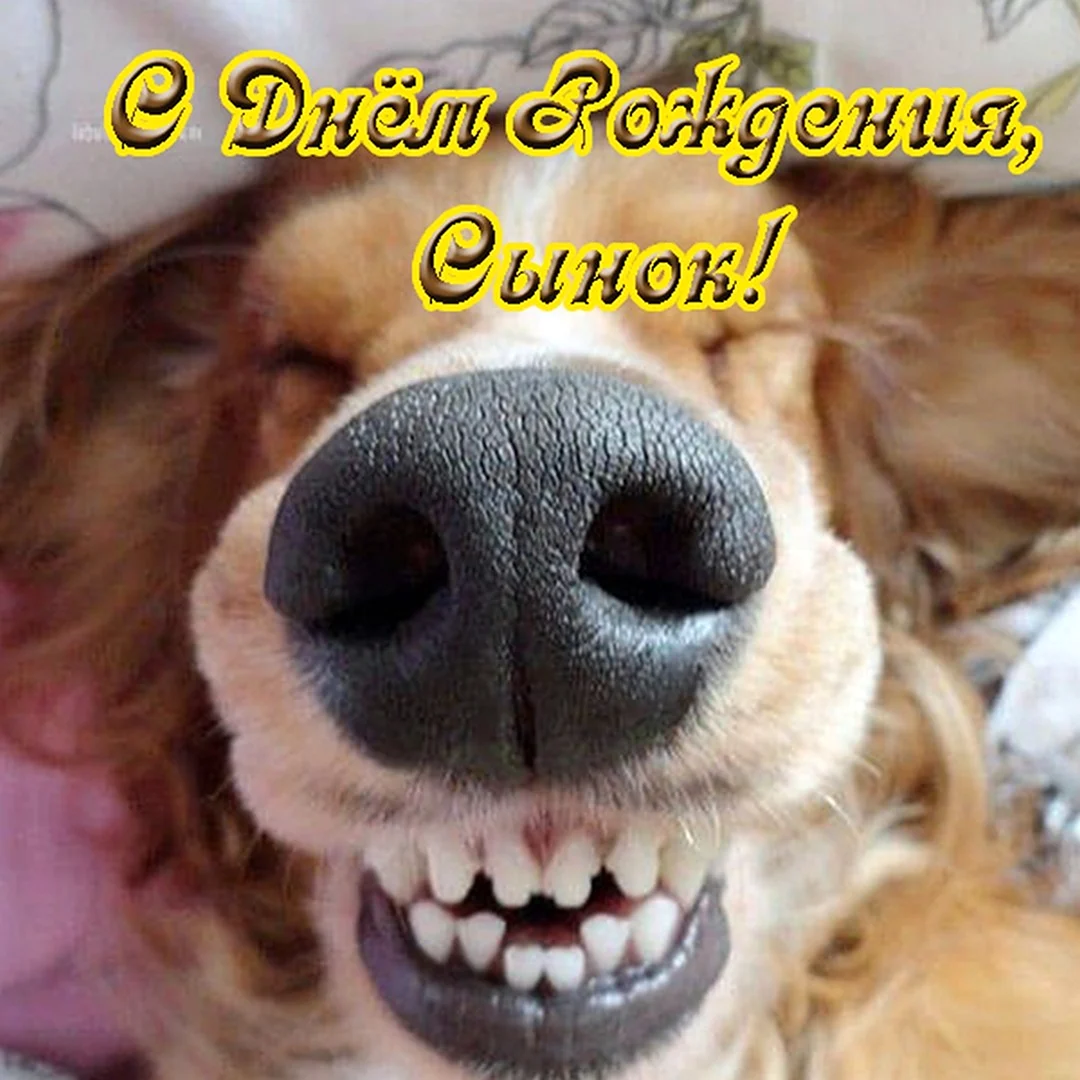 Собака улыбается