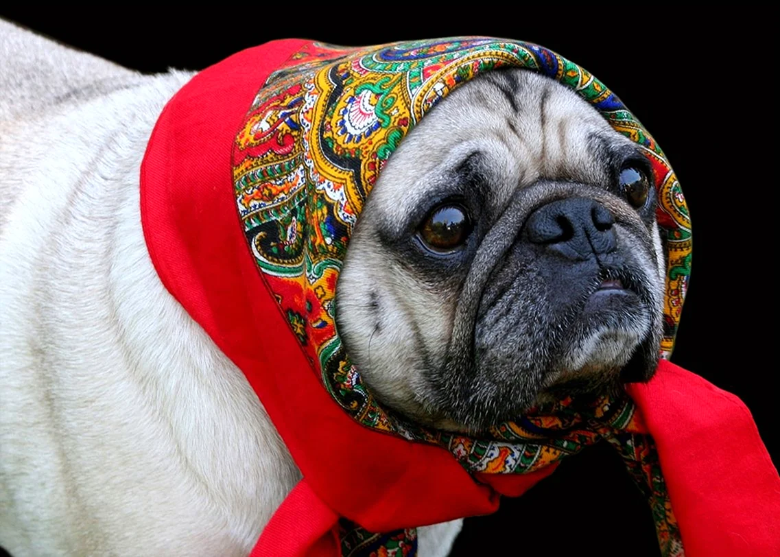 Собака в платке