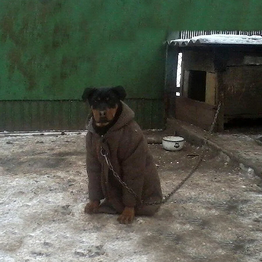 Собака в тулупе