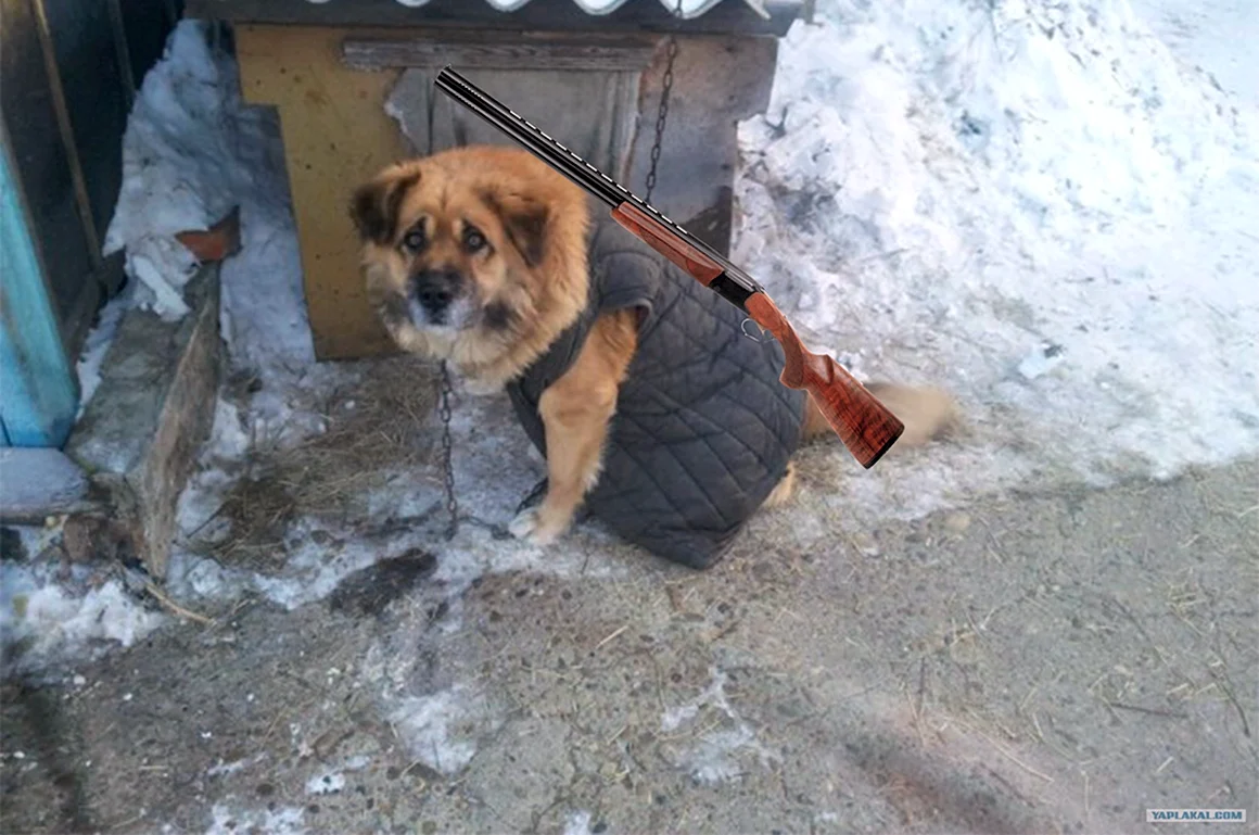 Собака в ватнике