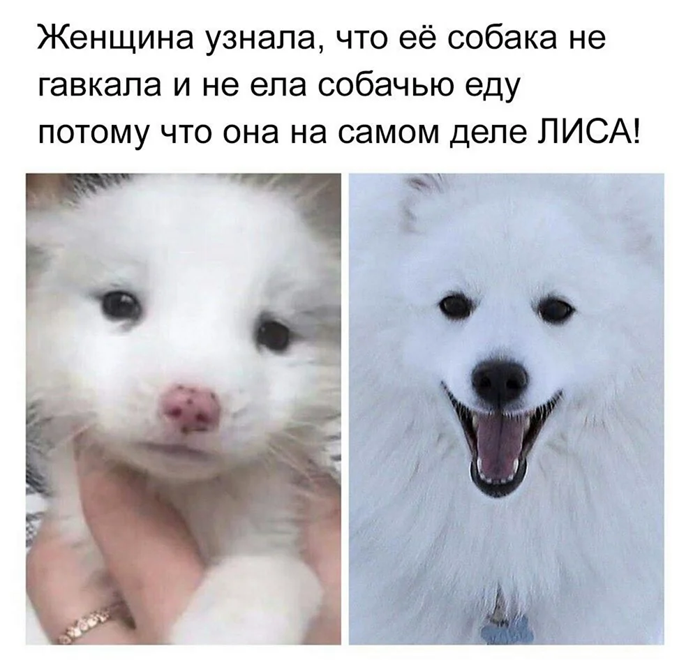 Собака вот она вот она собака