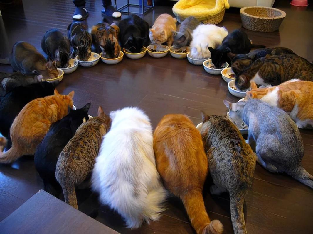 Собрание котов