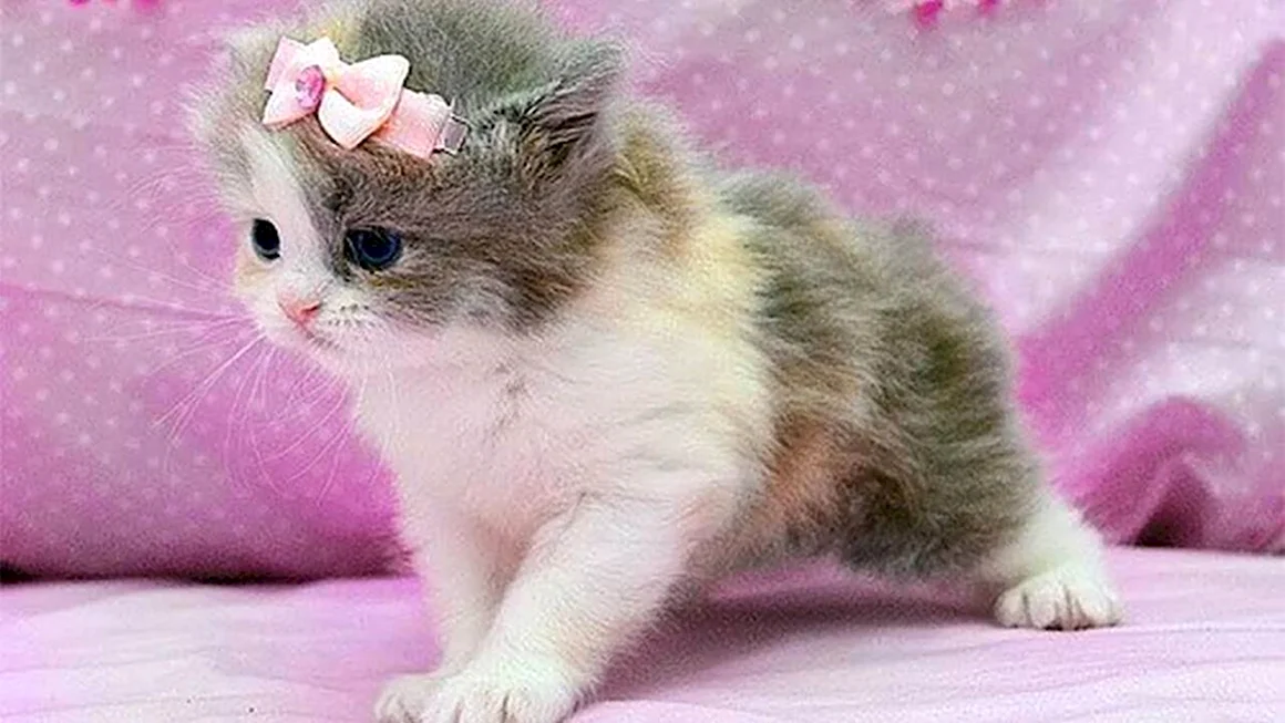 София котик