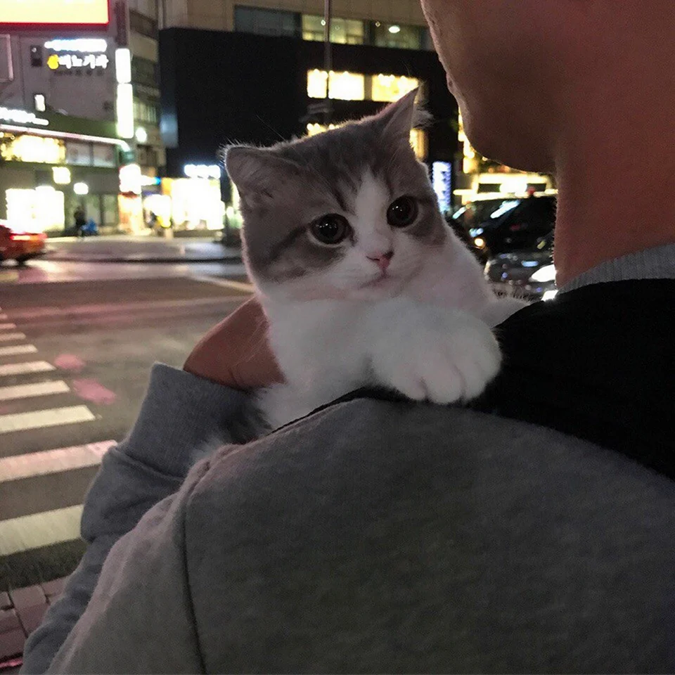 Сохраненки с котиками