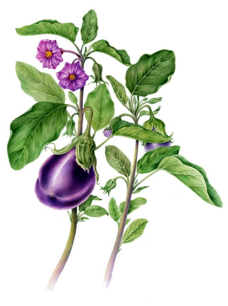 Solanum melongena