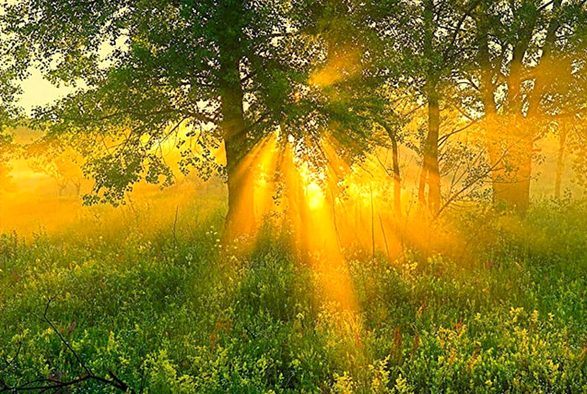 Солнечное утро