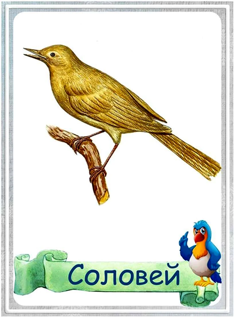 Соловей Перелетная птица