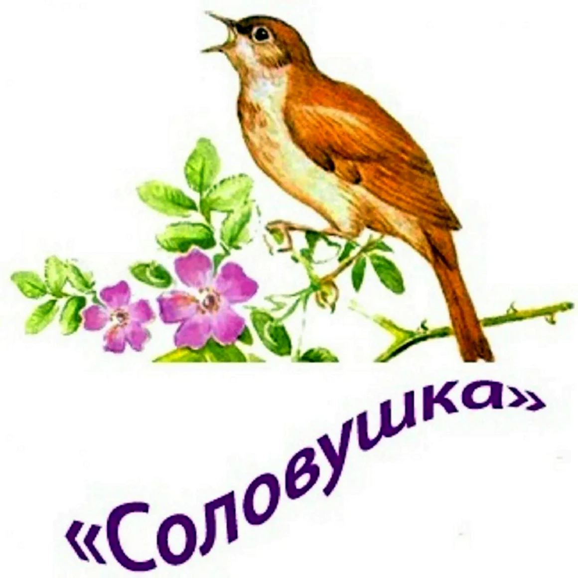 Соловушка