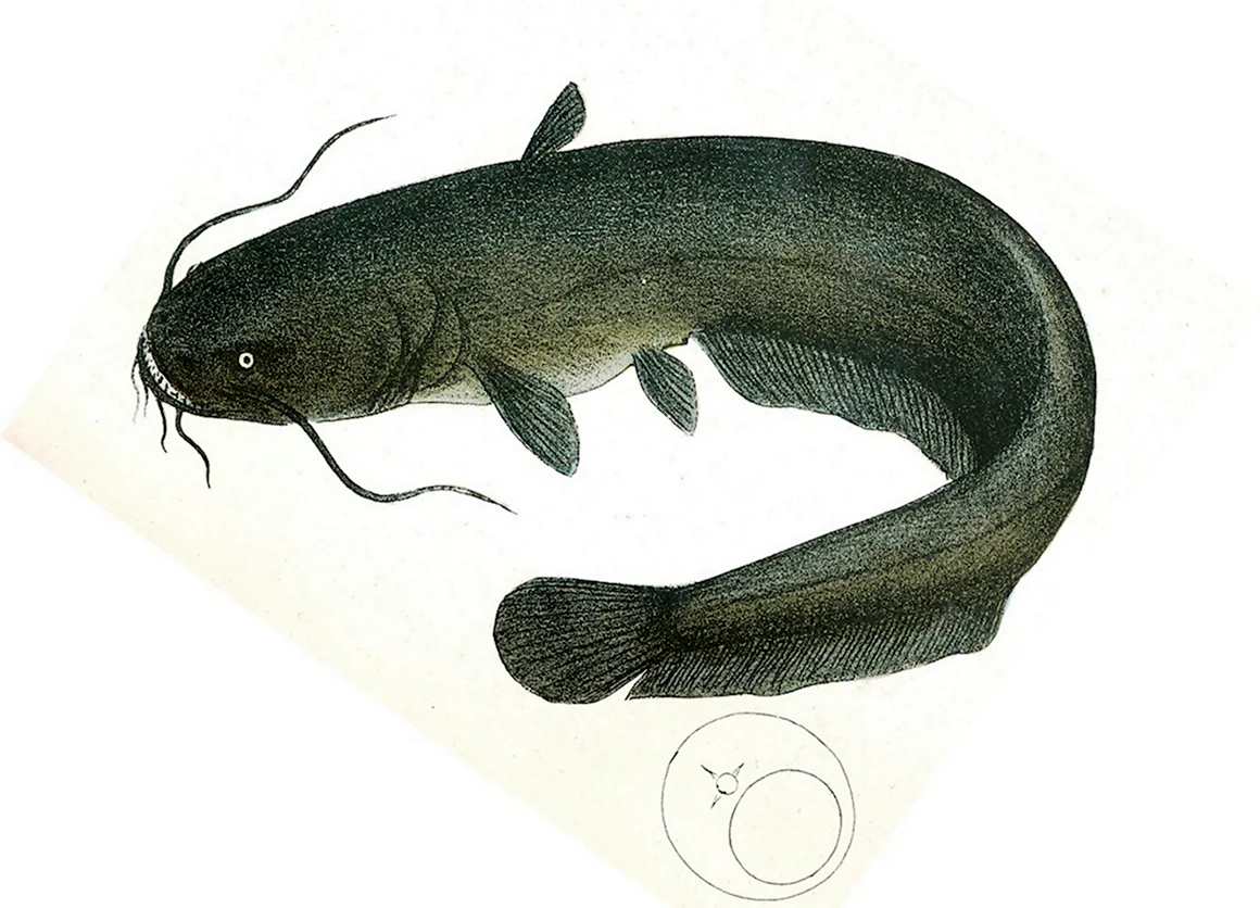 Сом обыкновенный Silurus GLANIS