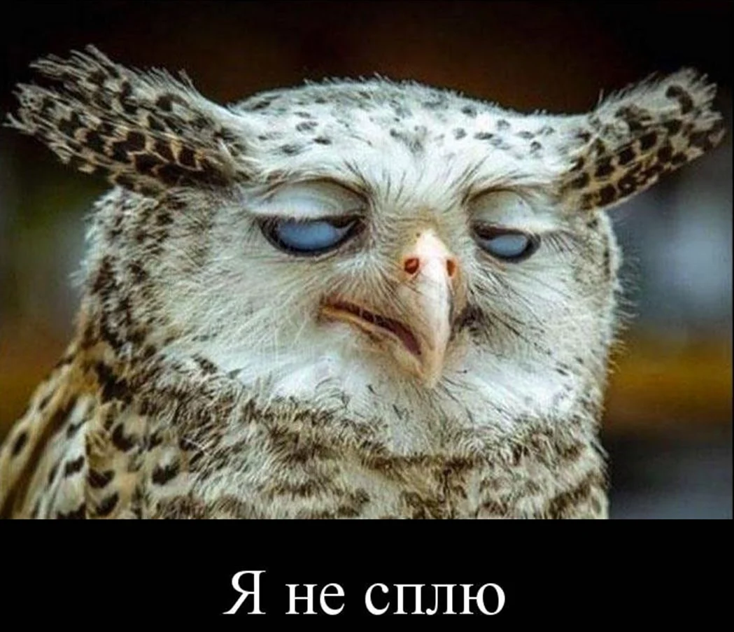 Сонная птица