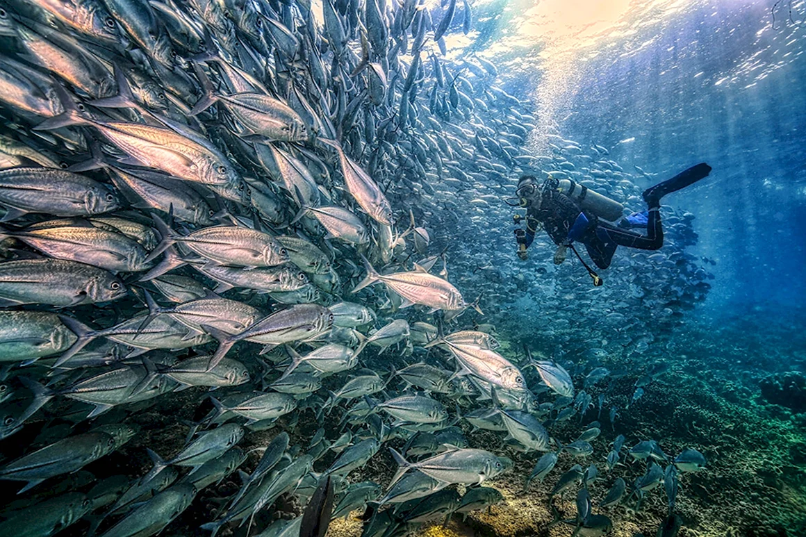 Sony World Photography Awards 2020