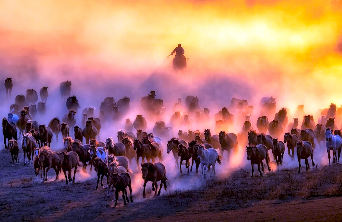 Sony World Photography Awards победители