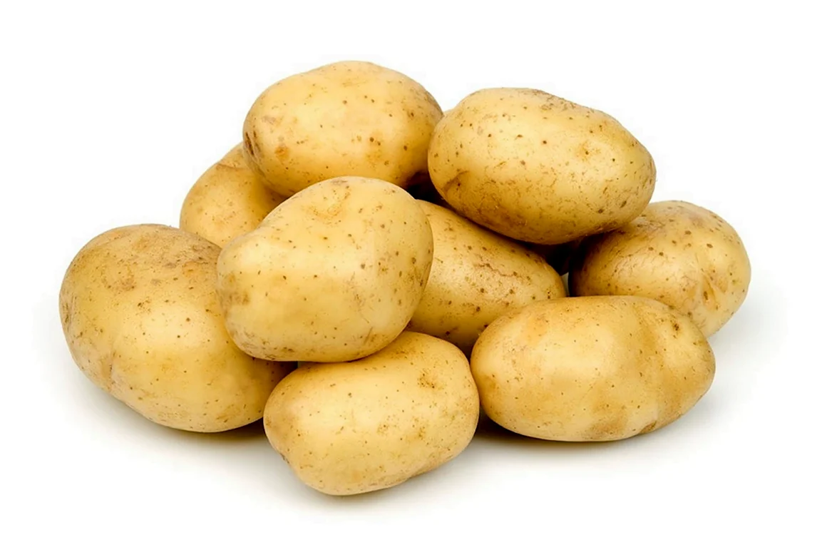Сорт картошки Бельмондо