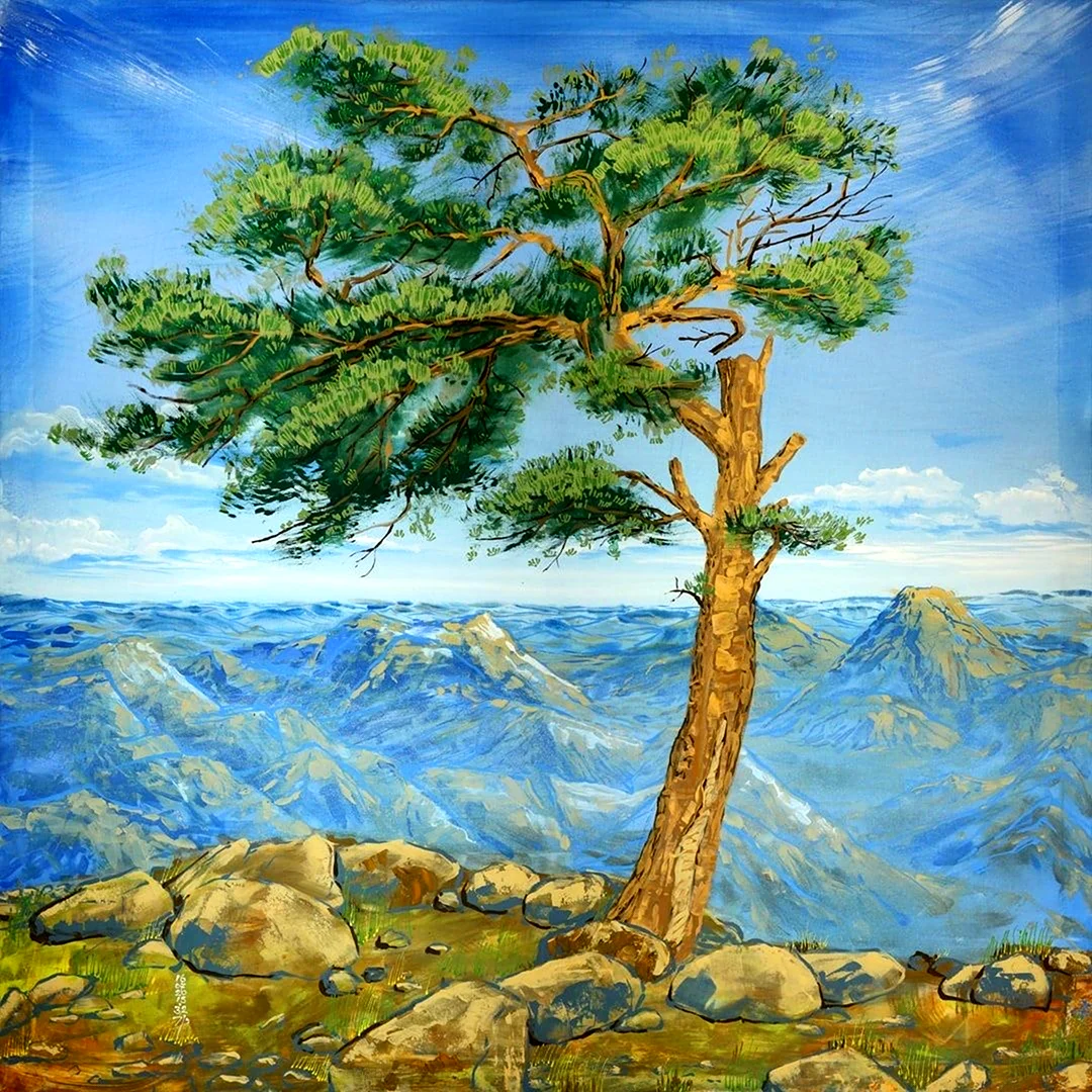 Сосна рисунок