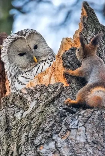 Сова и белка