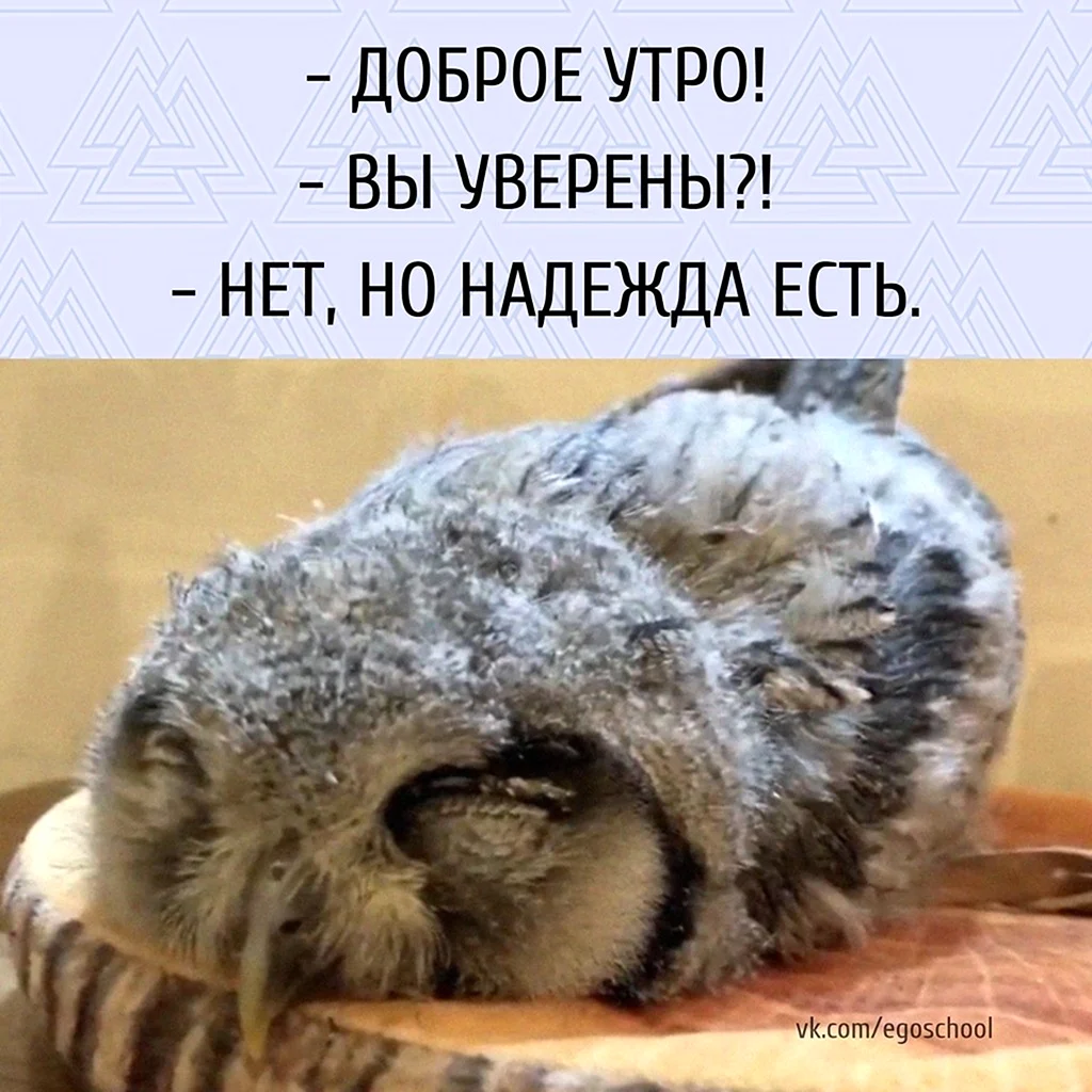 Сова спит
