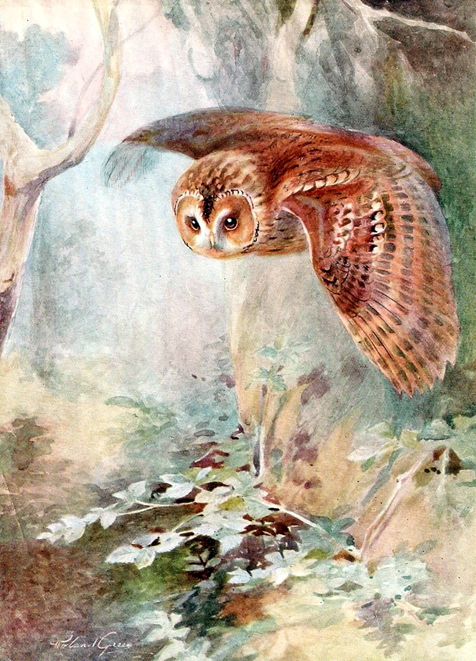 Сова живопись