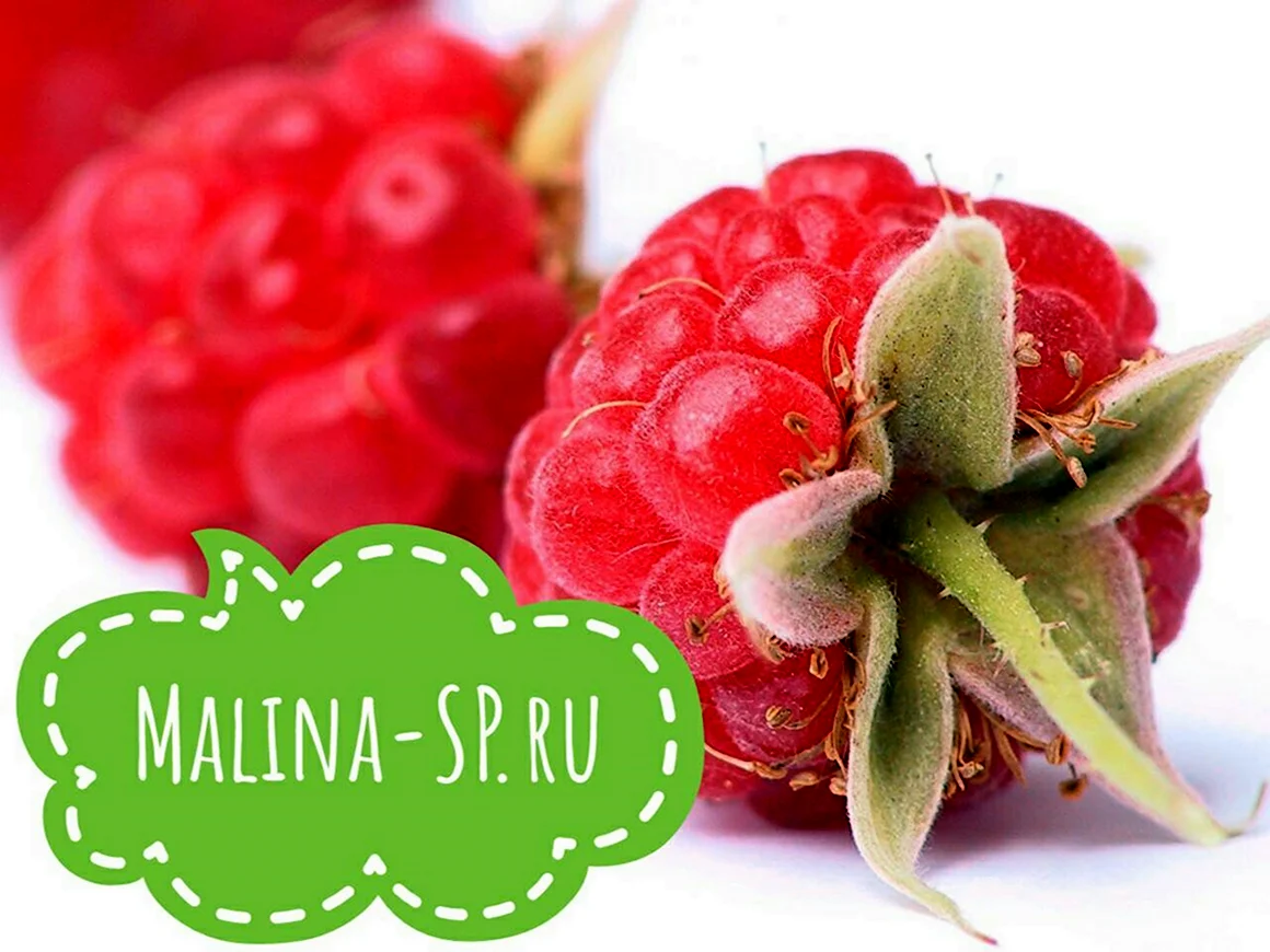 СП малина