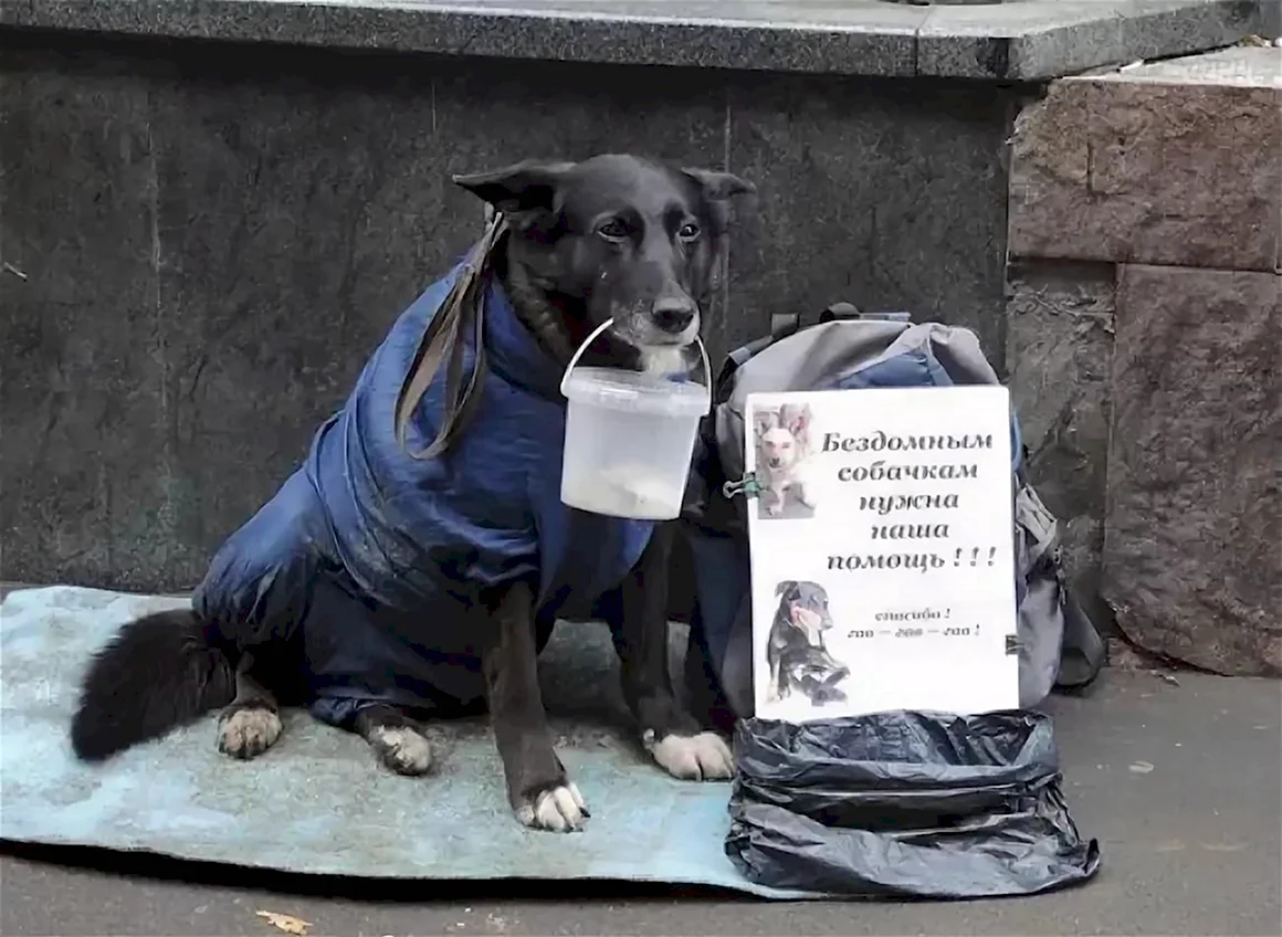 Спасем бездомных животных