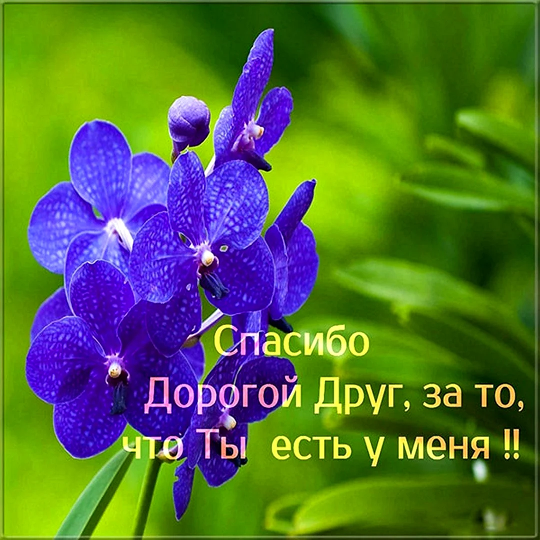 Спасибо дорогой друг