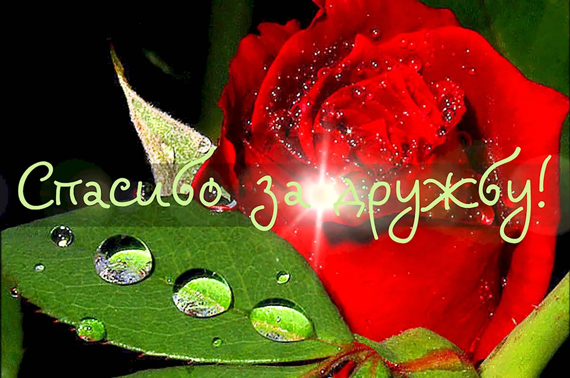 Спасибо за дружбу
