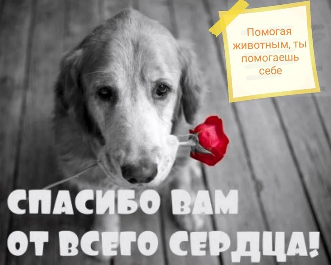 Спасибо за помощь