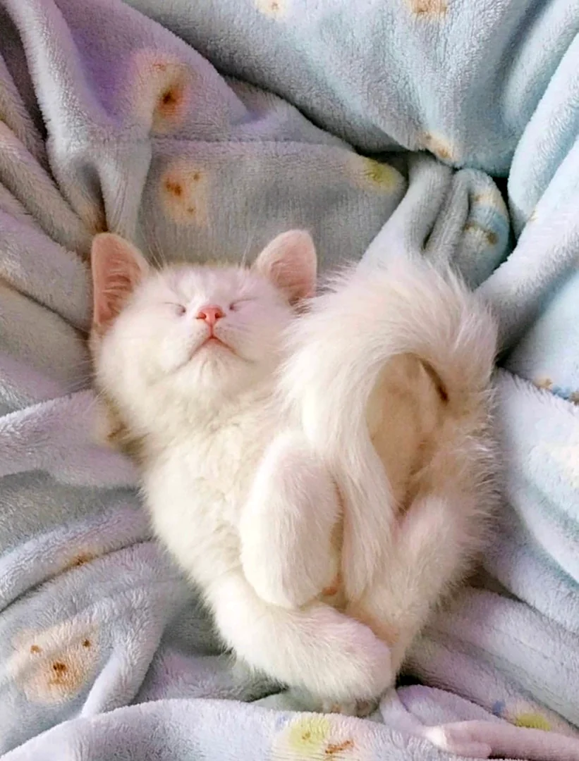 Спящие котята
