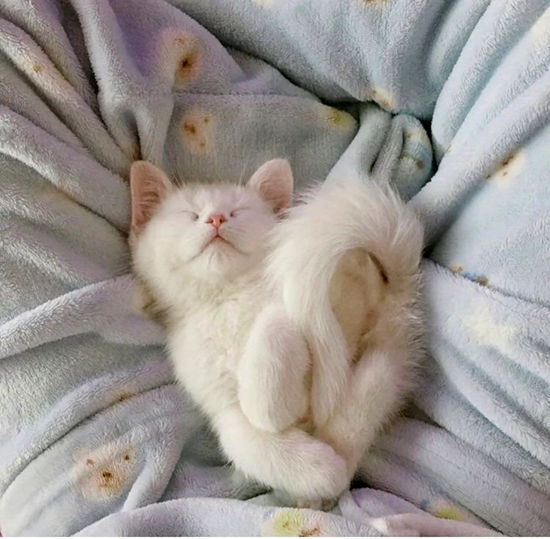 Спящие котята