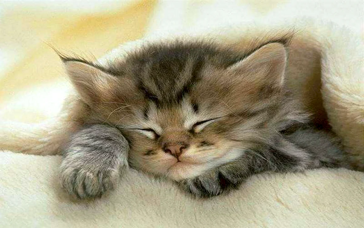 Спящие котята