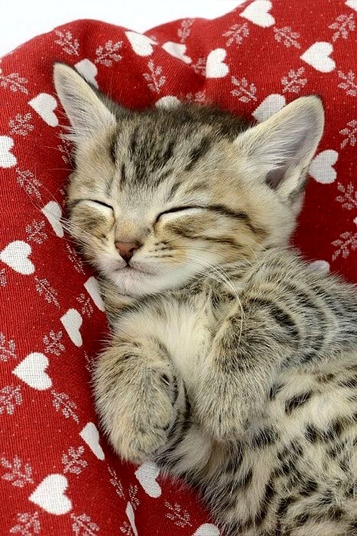 Спящие котята