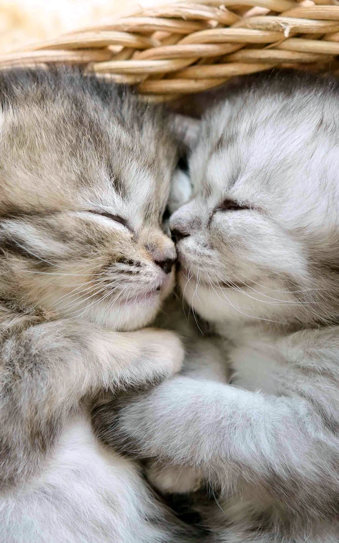 Спящие котята