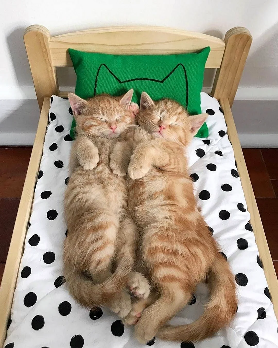 Спящие котята