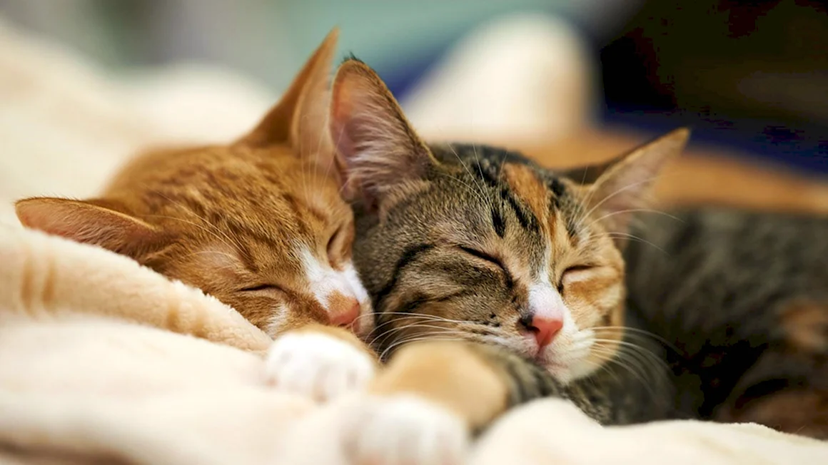 Спящие котики