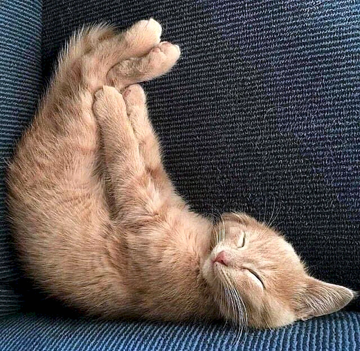 Спящие котики