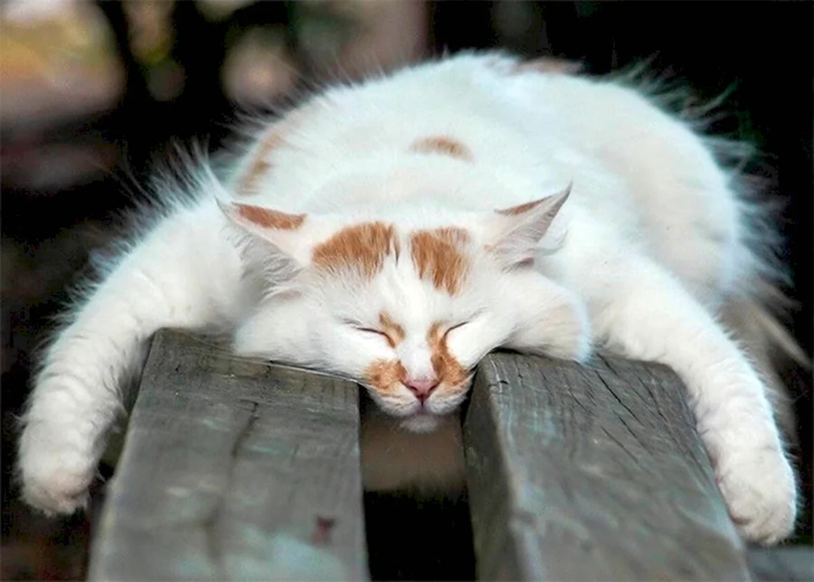 Спящие коты