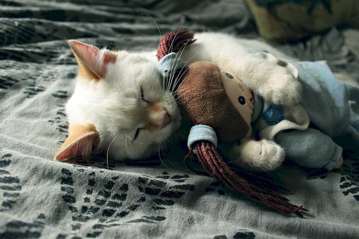 Спящие коты