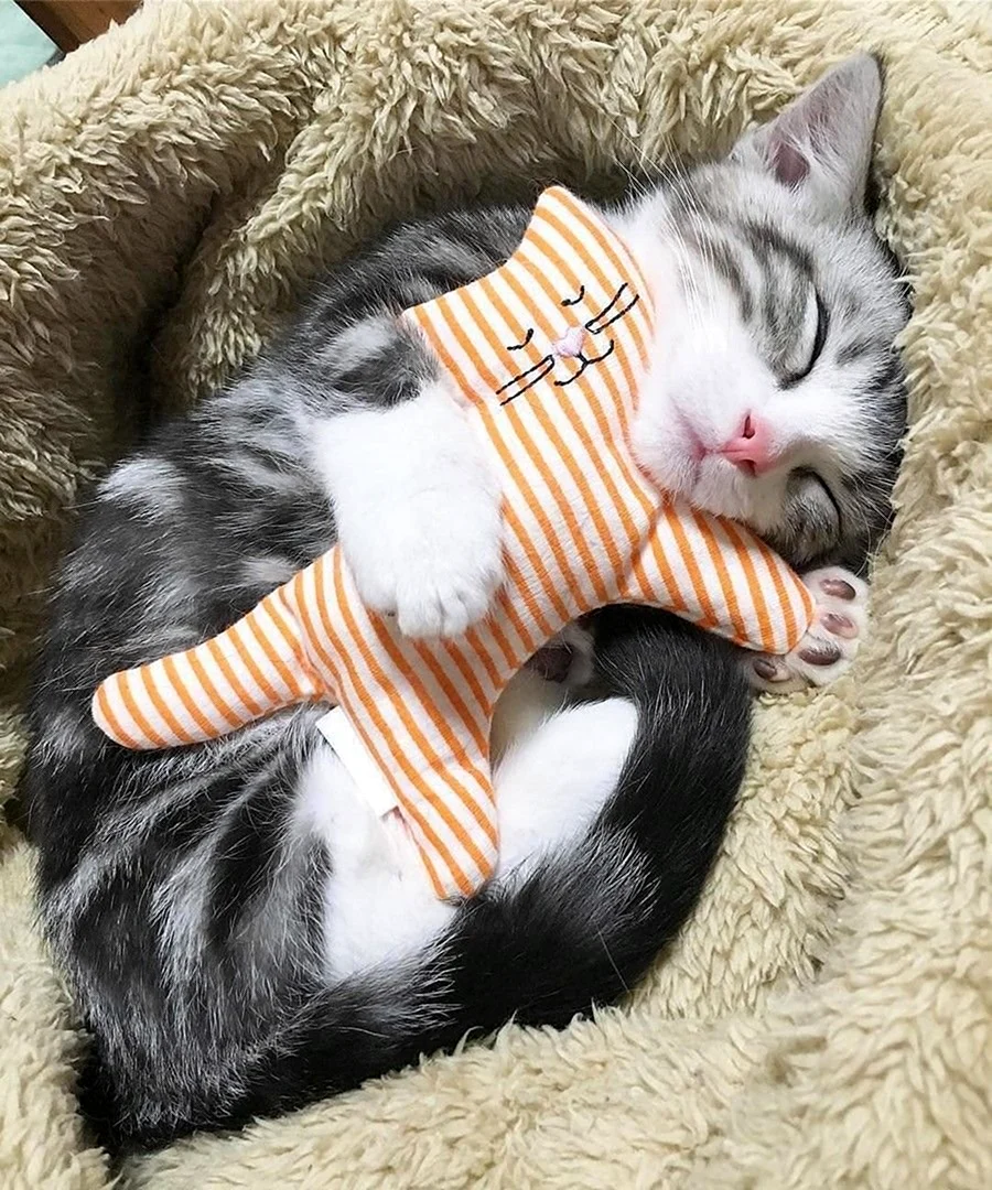 Спящие коты