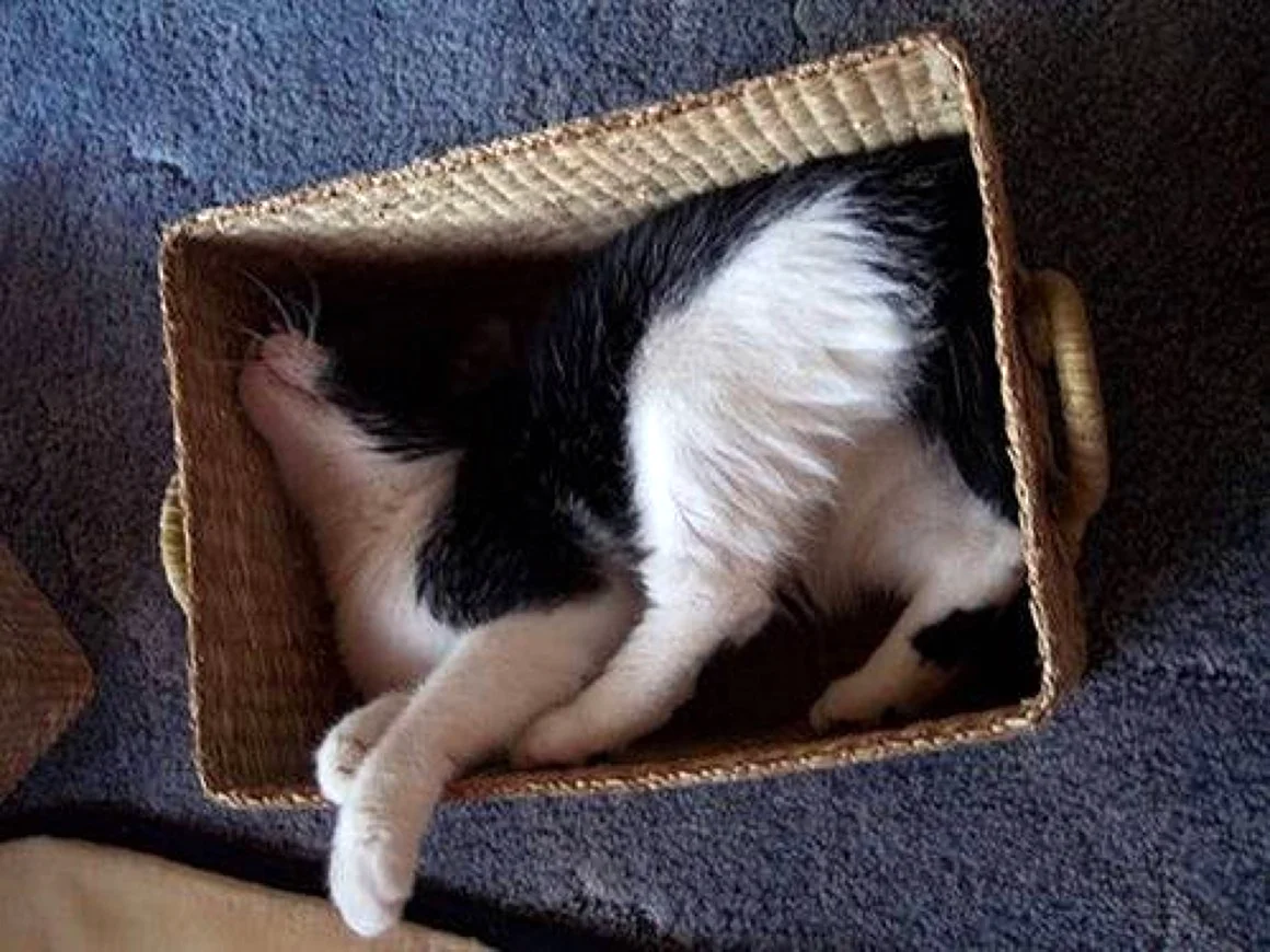 Спящие коты в смешных позах