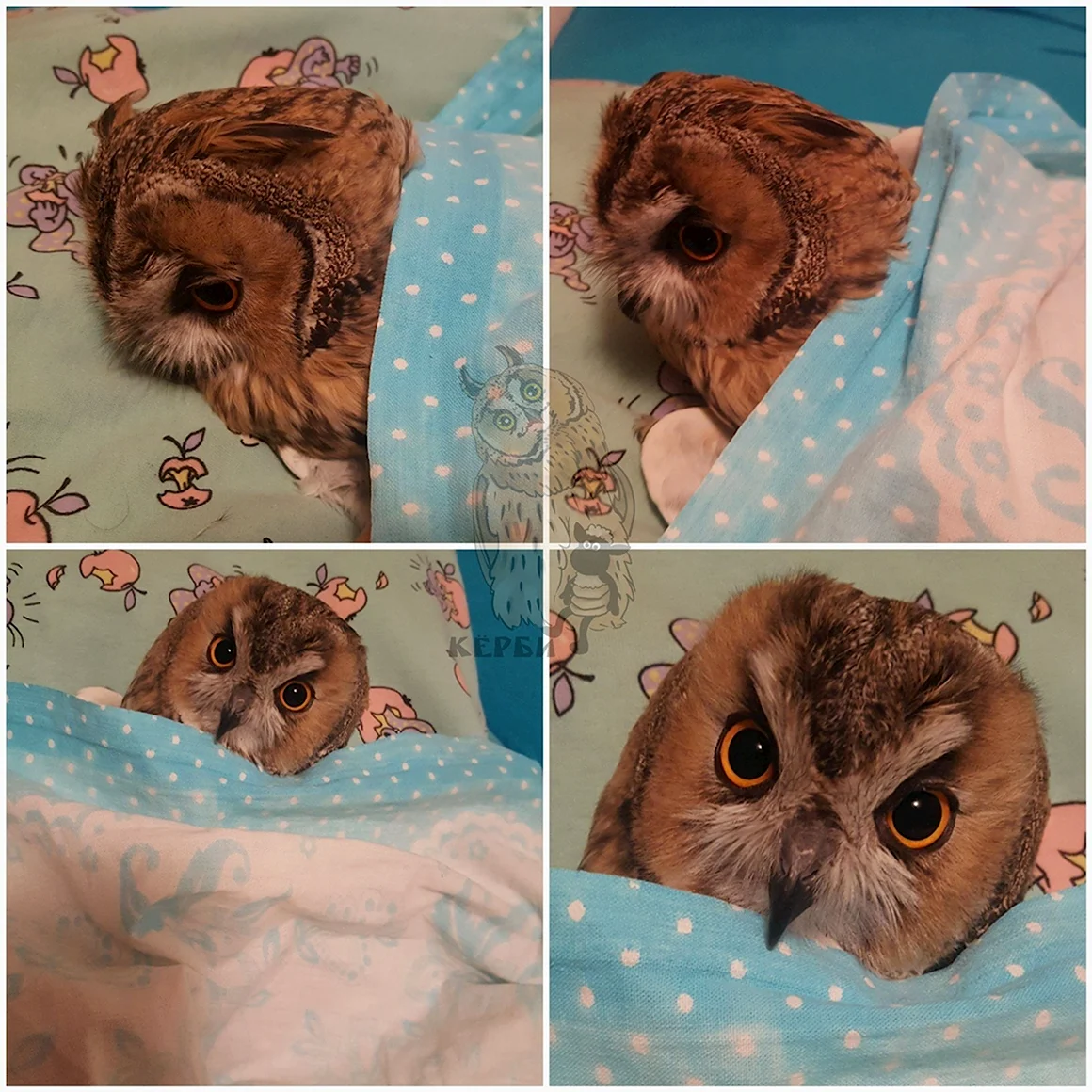 Спящие Совята