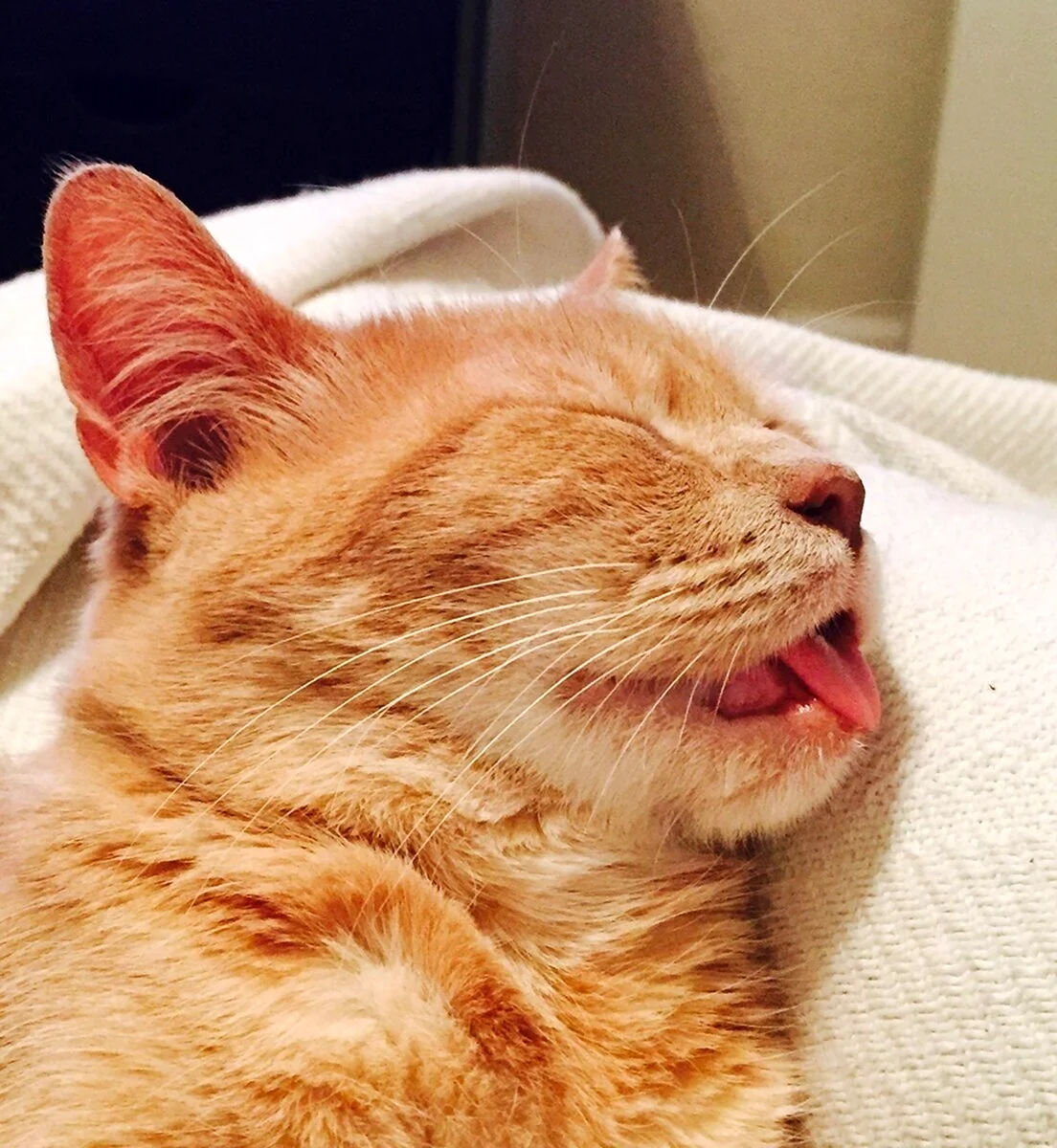 Спящий кот