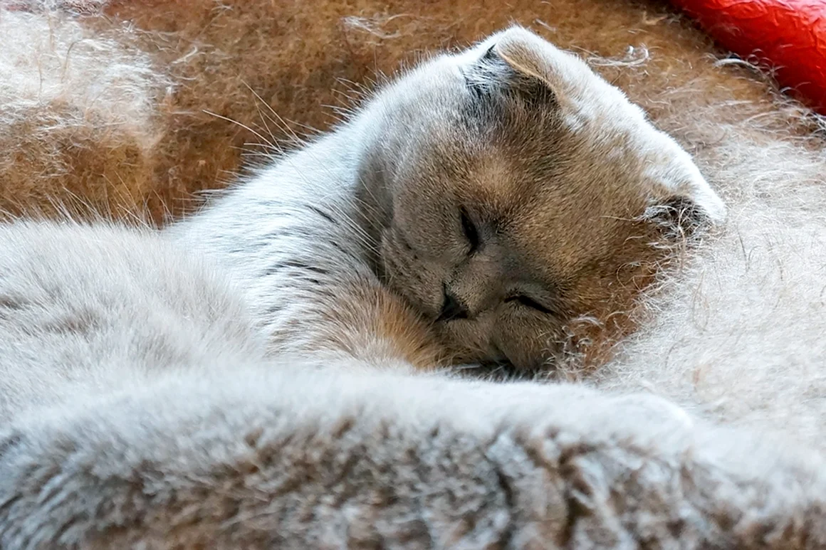 Спящий кот