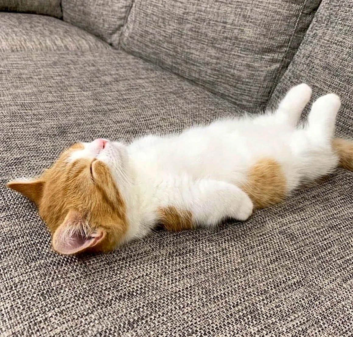 Спящий кот