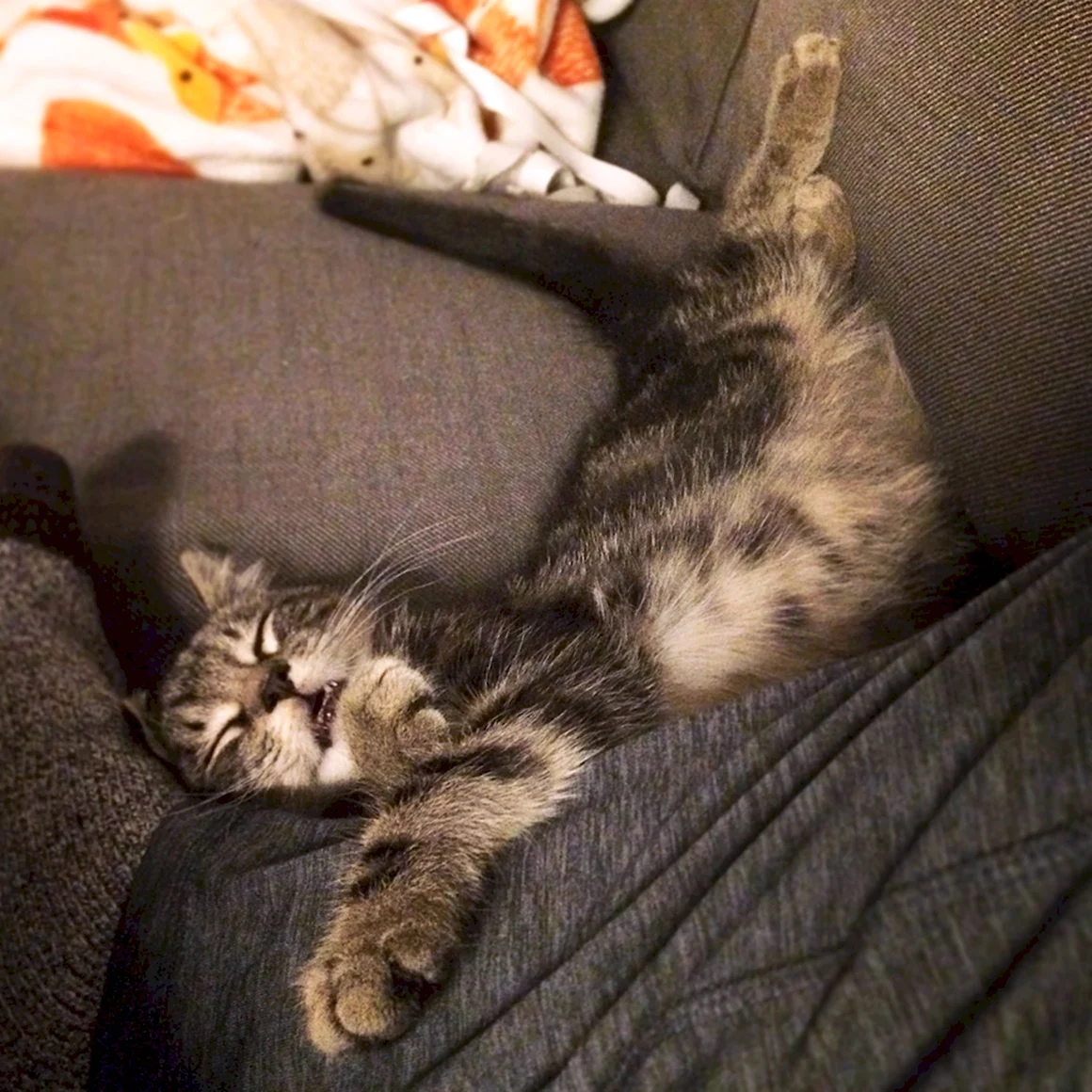 Спящий кот