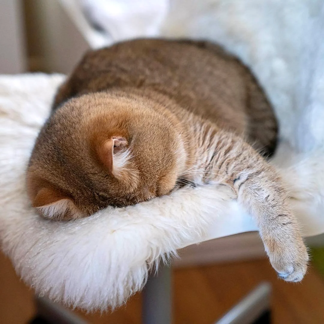 Спящий кот