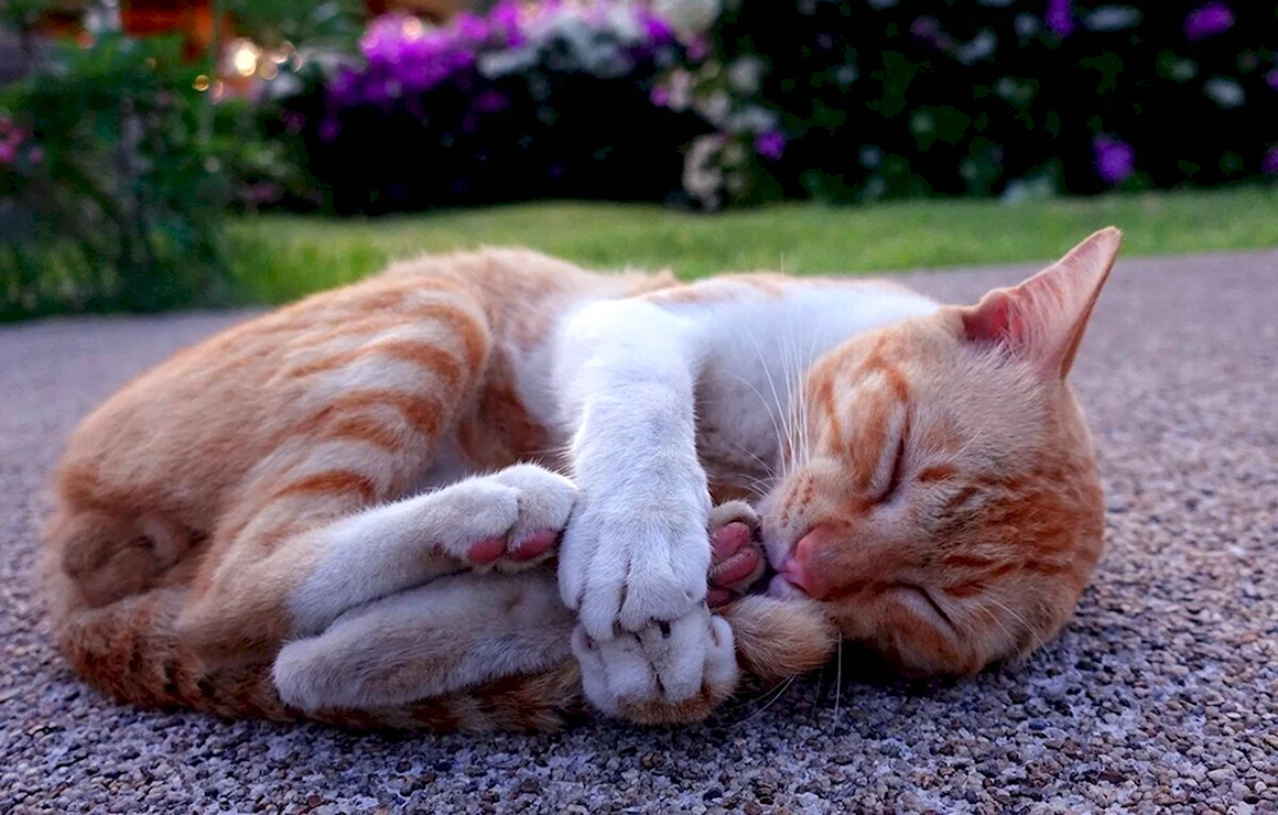 Спящий кот