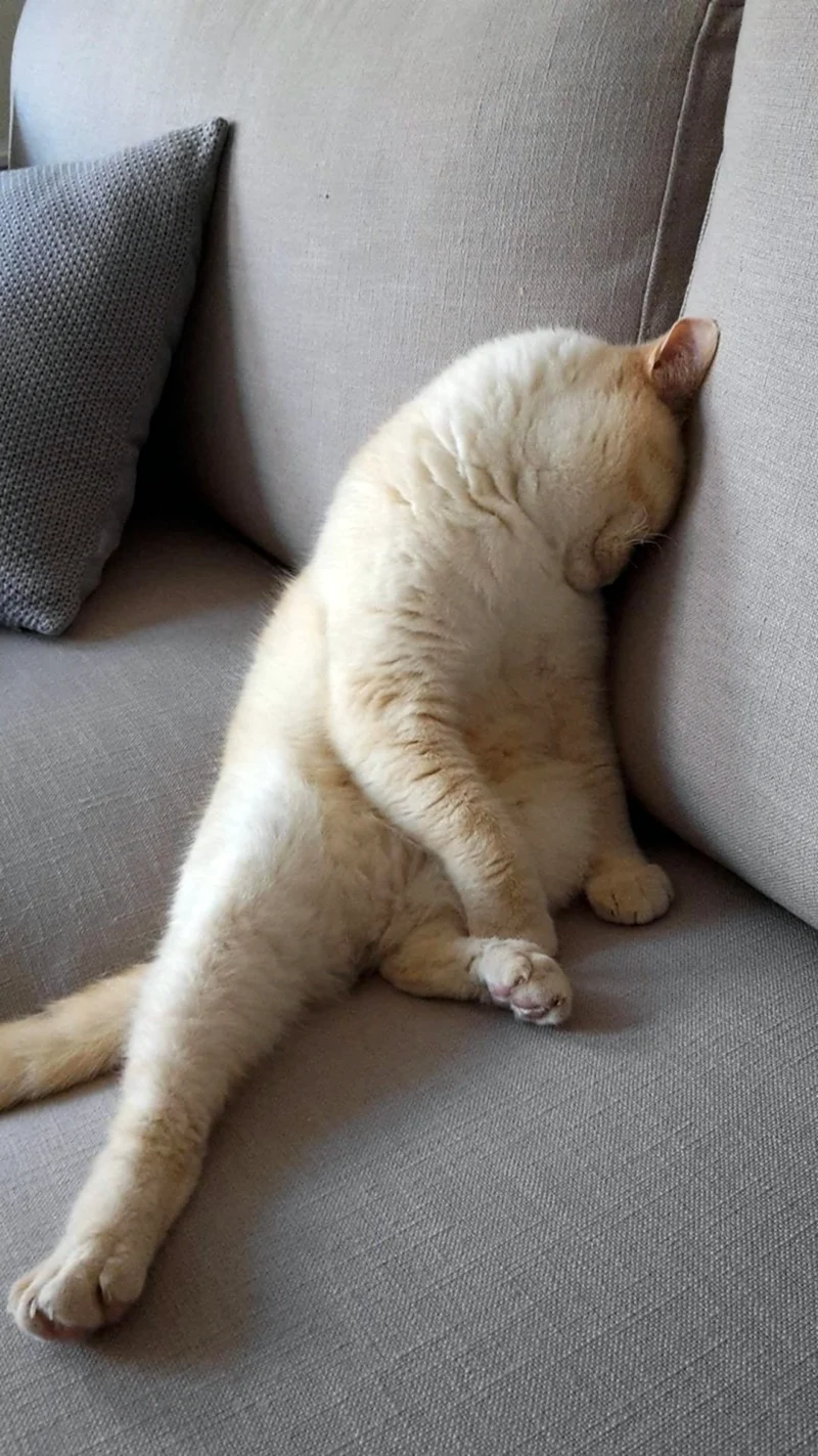 Спящий кот