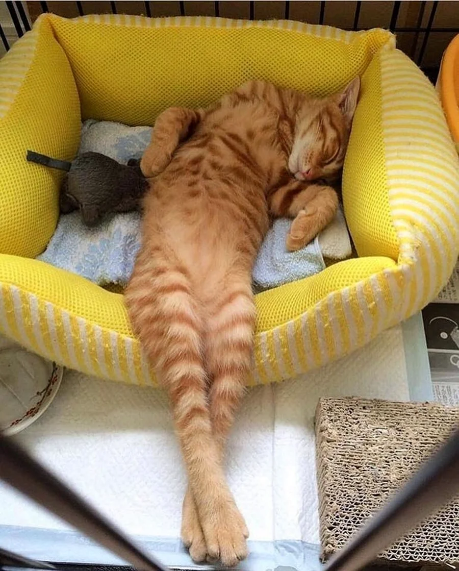 Спящий кот