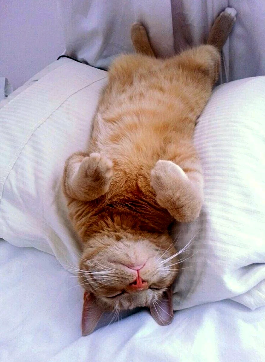 Спящий кот