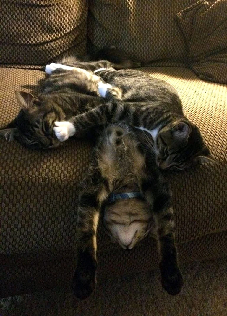 Спящий кот